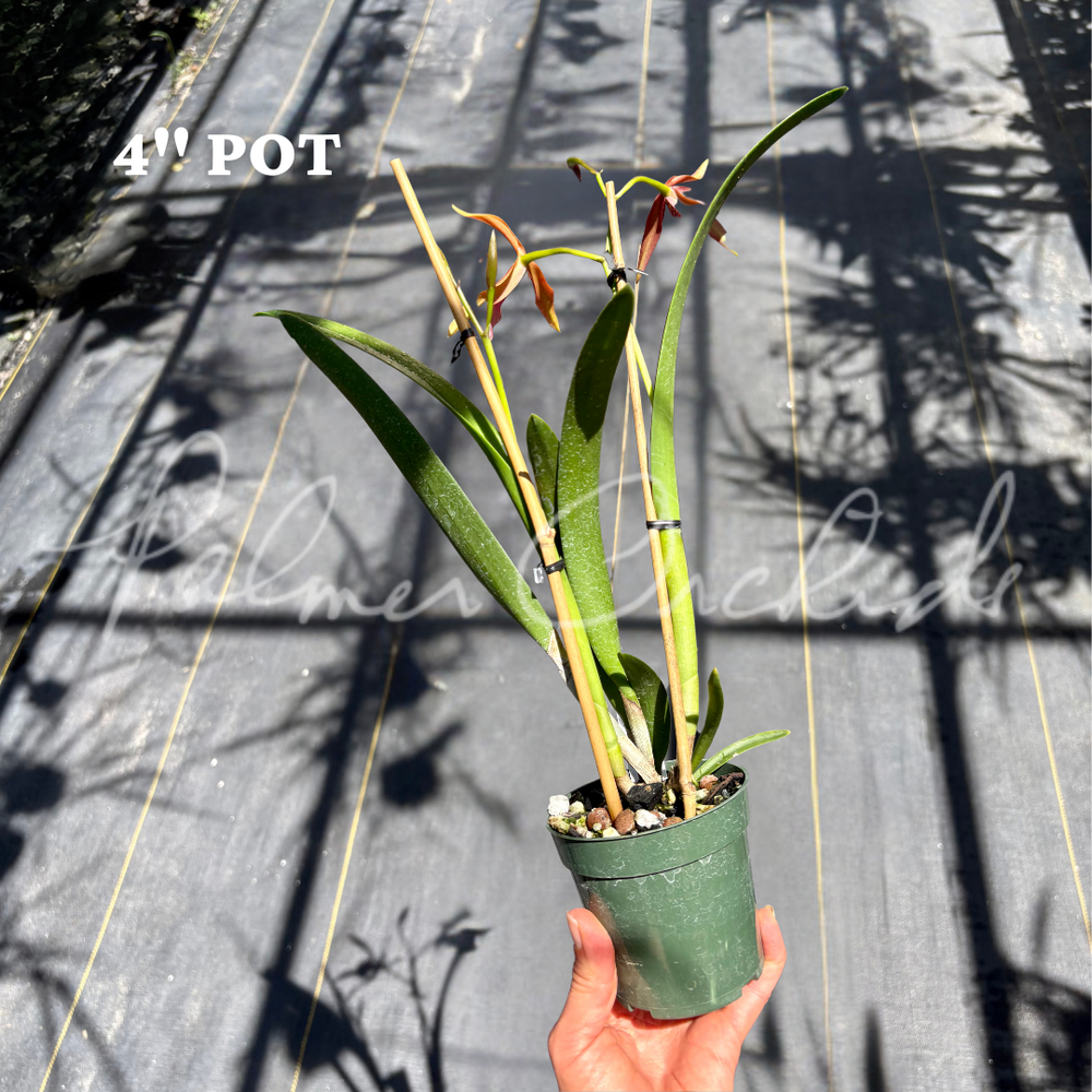 Bc. Golden Glory — Palmer Orchids